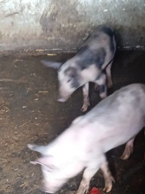 purcei  de vânzare  - imagine 3