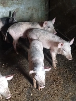 purcei  de vânzare  - imagine 2