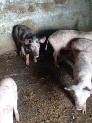 purcei  de vânzare  - imagine 5