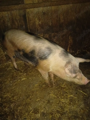 vând porci  - imagine 4