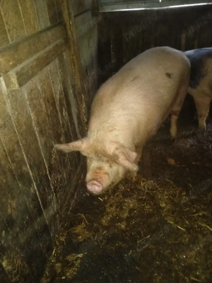 vând porci  - imagine 2