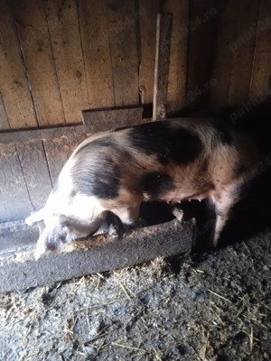 vând porci  - imagine 3