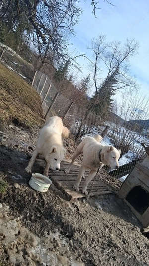 Ciobanesc de asia centrala  - imagine 3