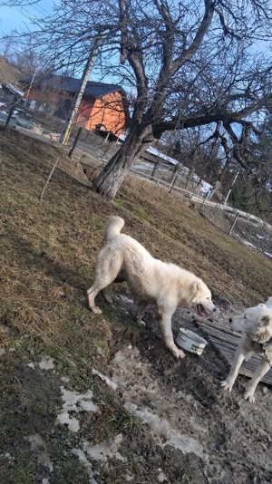 Ciobanesc de asia centrala  - imagine 5