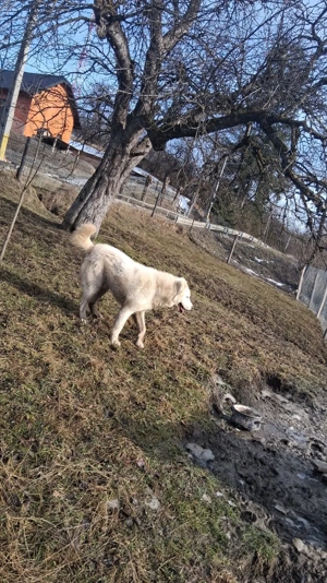 Ciobanesc de asia centrala  - imagine 4