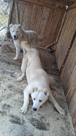 Ciobanesc de asia centrala  - imagine 2