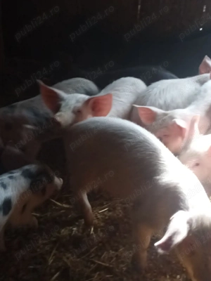 purcei de vânzare  - imagine 2