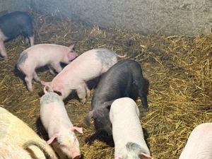       Purcei de vânzare       - imagine 2