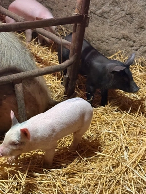       Purcei de vânzare       - imagine 5