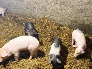       Purcei de vânzare       - imagine 4