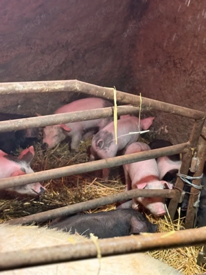       Purcei de vânzare       - imagine 3