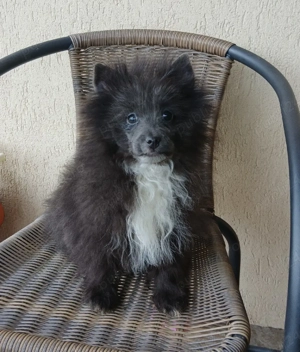 Asigur transport !!! Vand pui Pomeranian culoare Blue Albastru mascul deosebit !!!