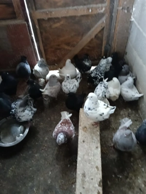 Vând porumbei King!!! - imagine 2