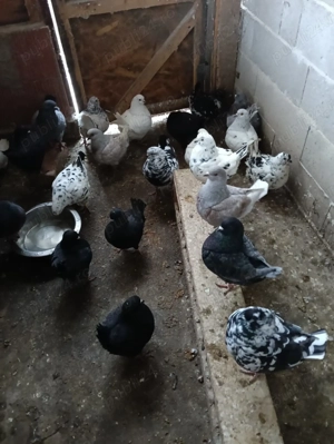 Vând porumbei King!!! - imagine 3