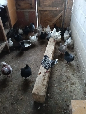 Vând porumbei King!!! - imagine 4