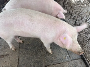 Vand Porc Marele Alb - imagine 3