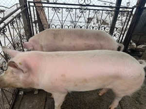 Vand Porc Marele Alb - imagine 2