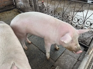 Vand Porc Marele Alb