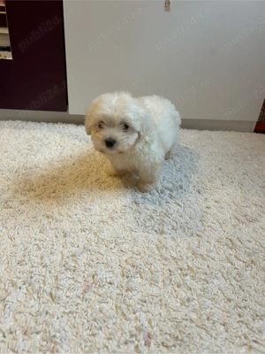 Bichon maltez - imagine 4