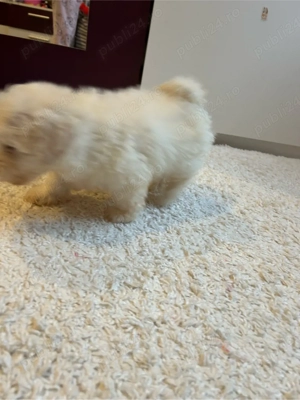 Bichon maltez - imagine 3