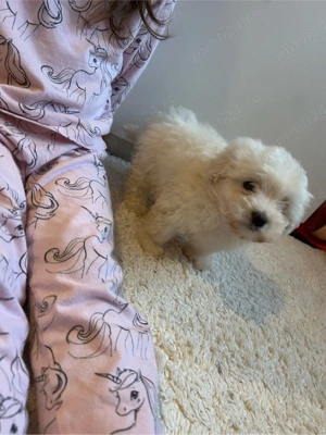 Bichon maltez - imagine 5