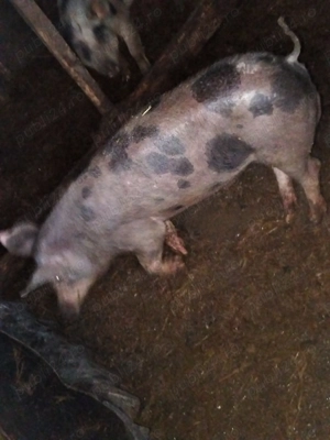 Vând purcei 60-70 de kilograme  - imagine 2