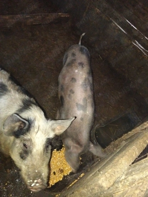 Vând purcei 60-70 de kilograme  - imagine 5