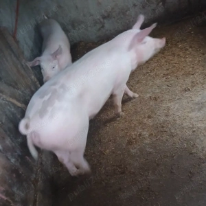 scrofita 130 kg - imagine 4