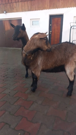 capre alpin francez - imagine 3