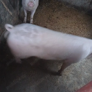 scrofita 130 kg - imagine 3