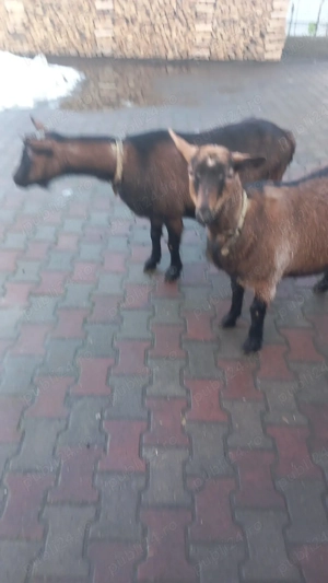 capre alpin francez - imagine 4