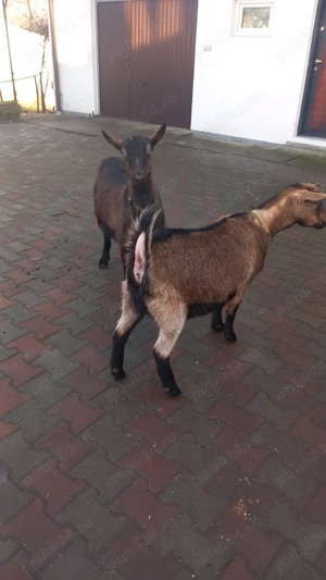 capre alpin francez - imagine 5