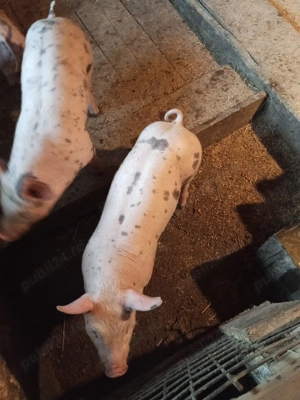 vand purcei  - imagine 4