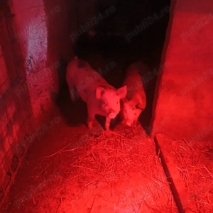 vand purcei petrain belgian