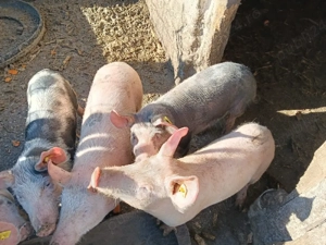 Purcei landras cu pietrean  - imagine 2