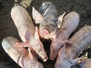 Purcei landras cu pietrean  - imagine 4