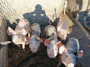 Purcei landras cu pietrean  - imagine 5