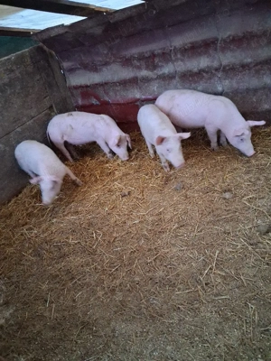 vand purcei  - imagine 3