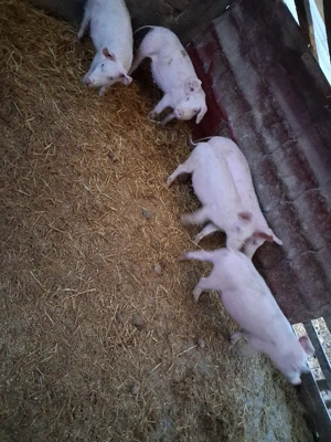 vand purcei  - imagine 2