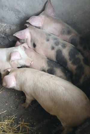 6 Soldani in jur de 40kg Mihesul de Campie 