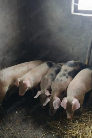 6 Soldani in jur de 40kg Mihesul de Campie  - imagine 3