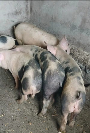 6 Soldani in jur de 40kg Mihesul de Campie  - imagine 4