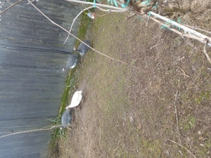 Bibilici de vânzare  - imagine 4