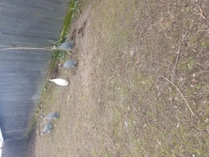 Bibilici de vânzare  - imagine 5