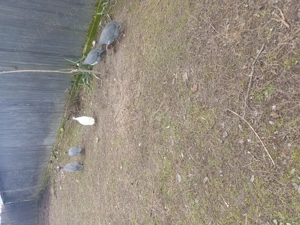 Bibilici de vânzare  - imagine 3