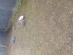 Bibilici de vânzare  - imagine 2