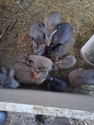 iepuri.       - imagine 4