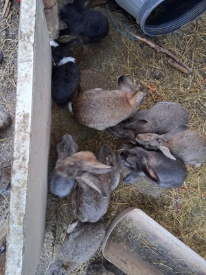 iepuri.       - imagine 3