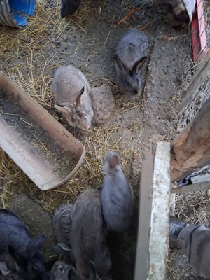 iepuri.       - imagine 2