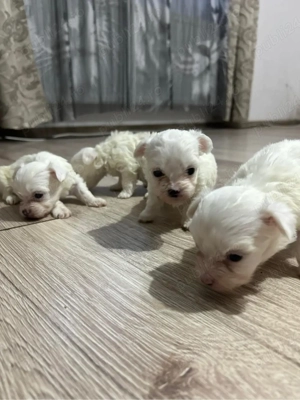 bichon maltez - imagine 2